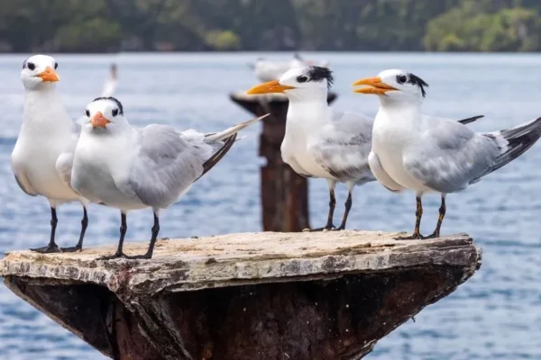 Los Haitises with Cayo Levantado