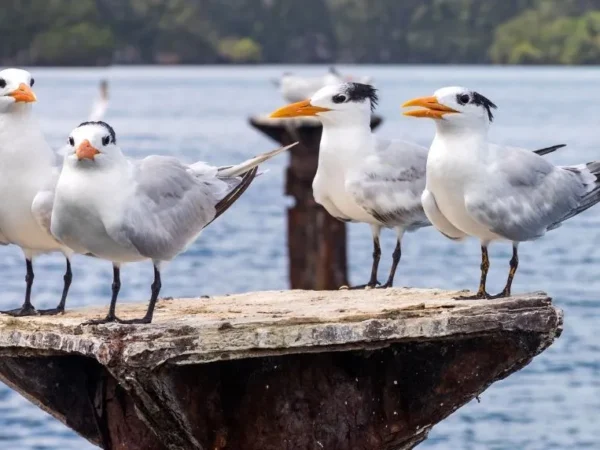 Los Haitises with Cayo Levantado