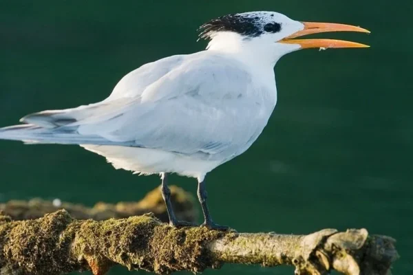 Los Haitises National Park with Montaña Redonda and Rancho Yanigua Waterfall