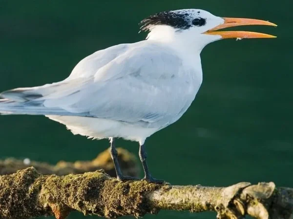 Los Haitises National Park with Montaña Redonda and Rancho Yanigua Waterfall