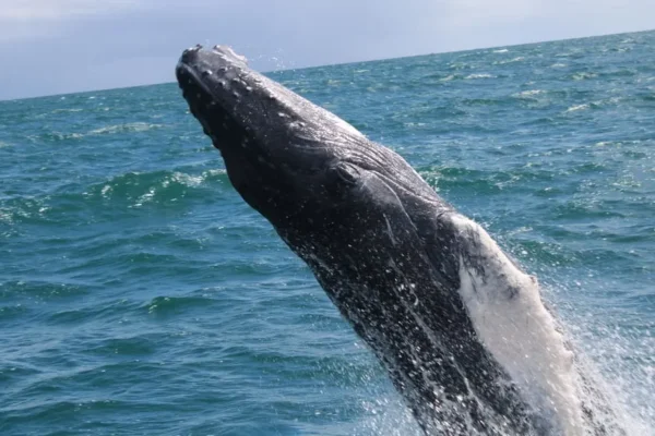 Humpback whale watching
