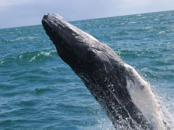 Humpback whale watching