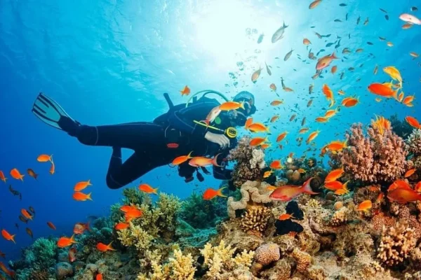 Scuba diving at Catalina Island