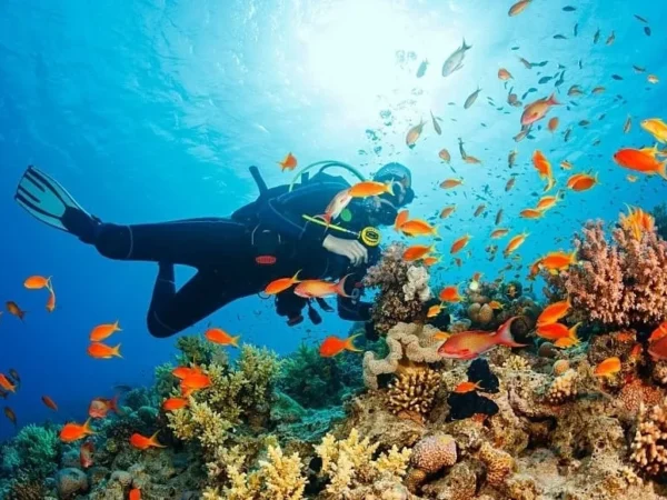 Scuba diving at Catalina Island